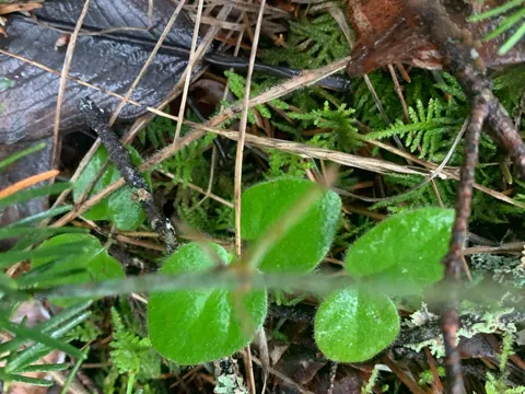 California Honeysuckle