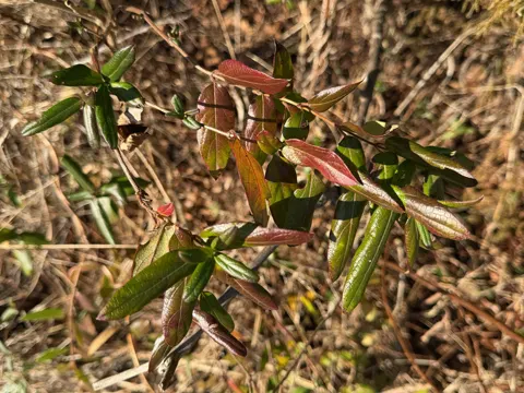 Japanese Honeysuckle