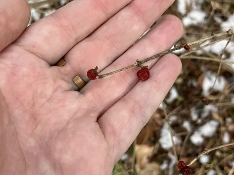 Amur Honeysuckle