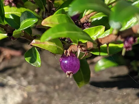 Immergruenes Kriech-Geissblatt (Lonicera pileata)