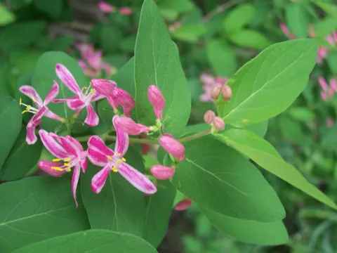 Tataren-Heckenkirsche (Lonicera tatarica)