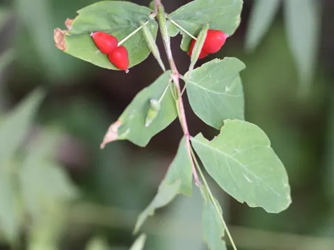 Utah-Heckenkirsche (Lonicera utahensis)
