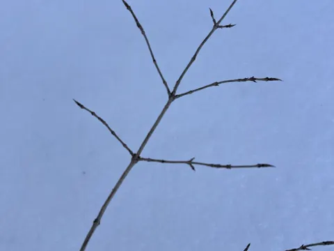 Fly Honeysuckle