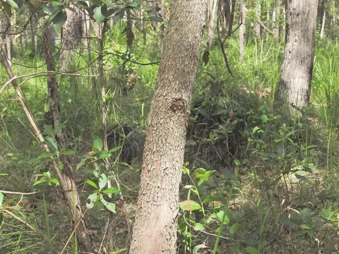 Lophostemon confertus