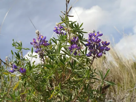 Lupinus altimontanus