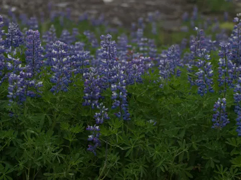Lupinus nootkatensis
