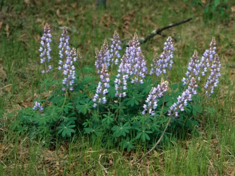 Ausdauernde Lupine (Lupinus perennis)