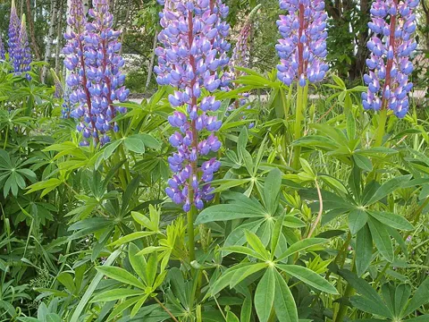Lupine (Lupinus polyphyllus)
