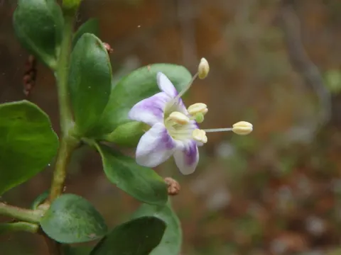 African Boxthorn
