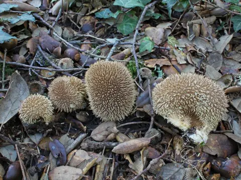 Igelstäubling (Lycoperdon echinatum)