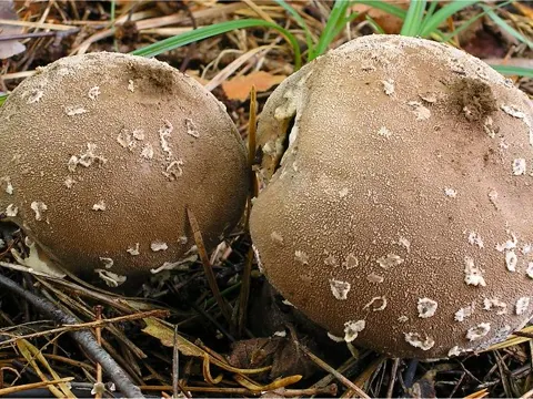 Flocken-Stäubling (Lycoperdon mammiforme)