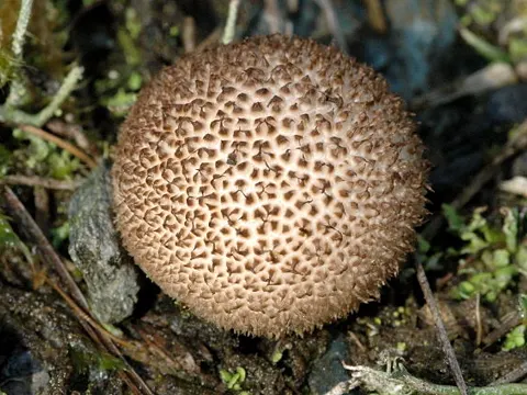 Schwärzlicher Stäubling (Lycoperdon nigrescens)