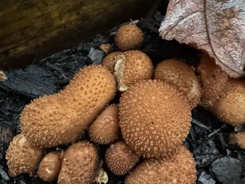 Puffball