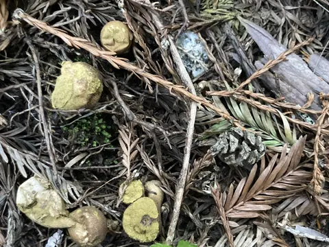 Bräunlicher Stäubling (Lycoperdon umbrinum)