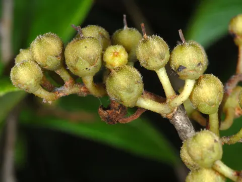 Lyonia ligustrina (Lyonia ligustrina)