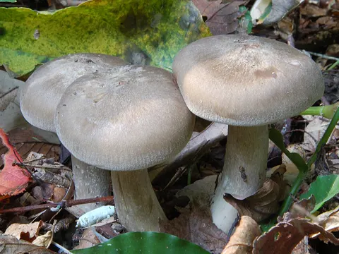 Büschelrasling (Lyophyllum decastes)