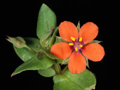 Ackergauchheil (Lysimachia arvensis)