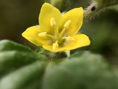 Lysimachia japonica