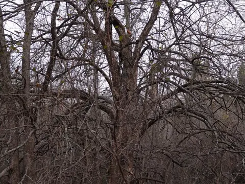 Osage Orange