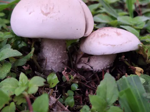 Macrocybe titans