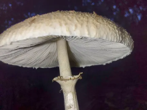 Parasol-Pilz