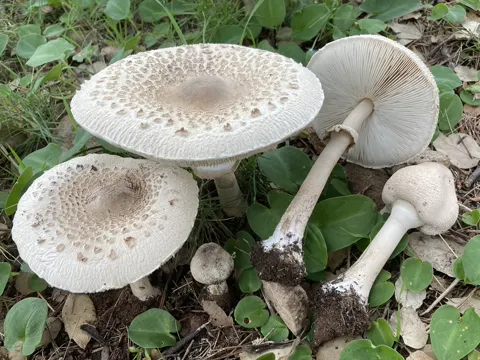 Zitzen-Riesenschirmling (Macrolepiota mastoidea)