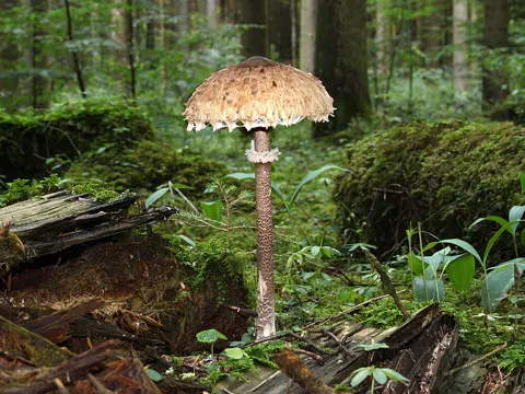 Parasol Mushroom