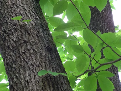 Gurken-Magnolie (Magnolia acuminata)