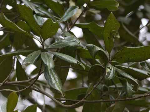 Southern Magnolia