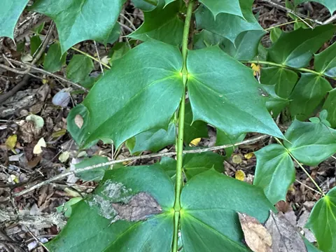 Beale's Barberry