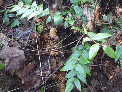 Cascades Mahonia