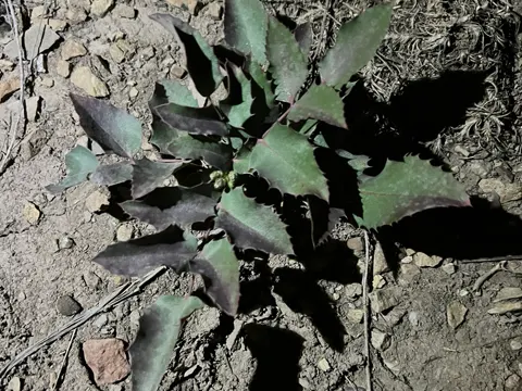 Creeping Oregon-grape
