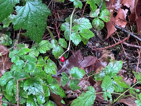 Schattenblume (Maianthemum dilatatum)