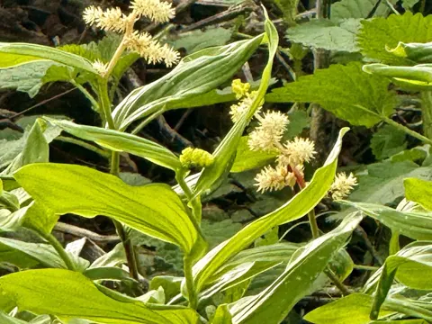 False Solomon's Seal