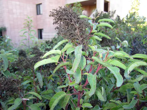 Malosma laurina