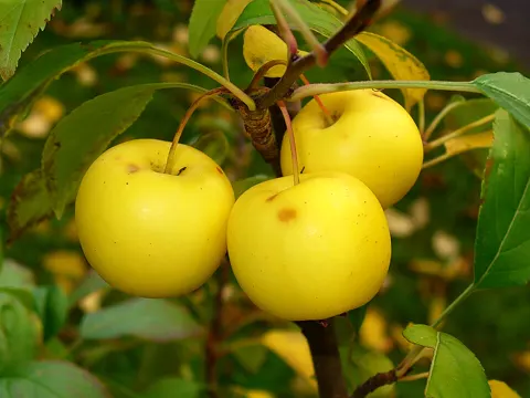 Wild Apple