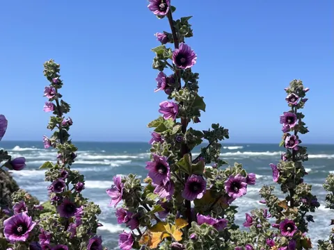 Baum-Malve (Malva arborea)