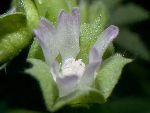 Kleinblütige Malve (Malva parviflora)