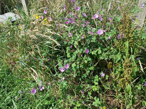 Common Mallow