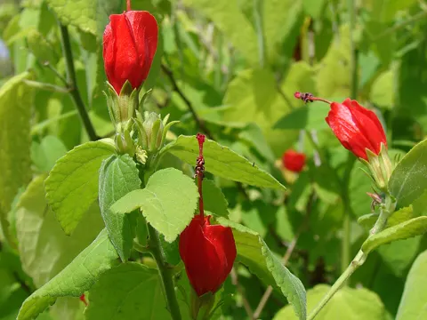 Turk's Cap