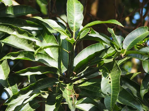 Mango (Mangifera indica)