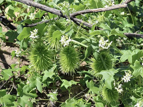 Marah macrocarpa