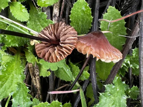 Delicate Marasmius
