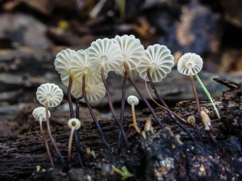 Halsband-Schwindling (Marasmius rotula)