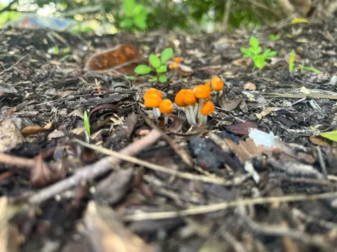 Pinwheel Mushroom