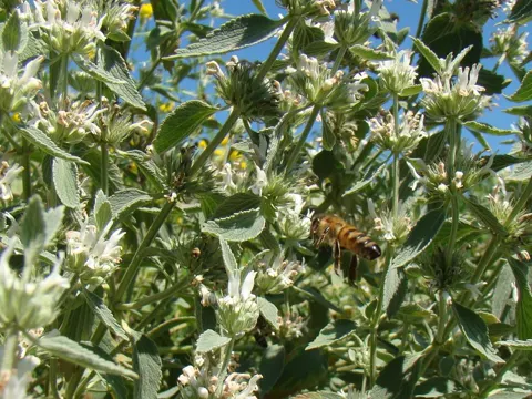 Horehound