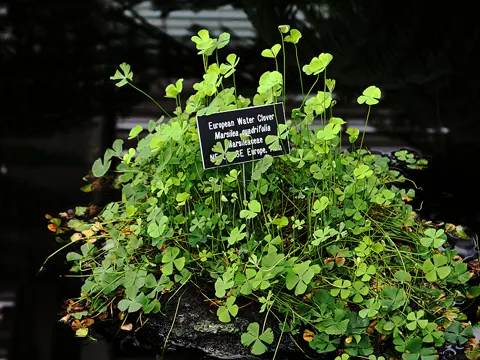 Kleefarn (Marsilea quadrifolia)