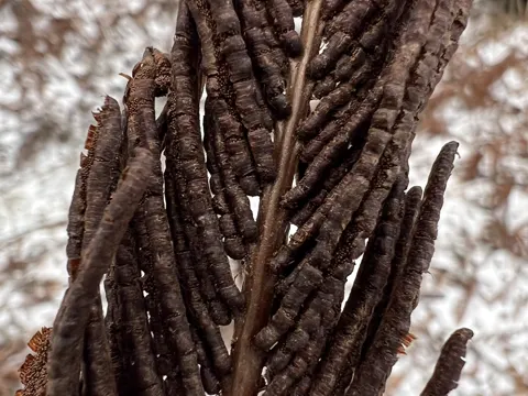 Ostrich Fern