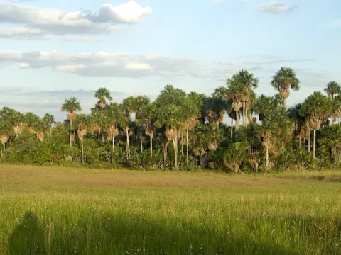 Mauritia flexuosa