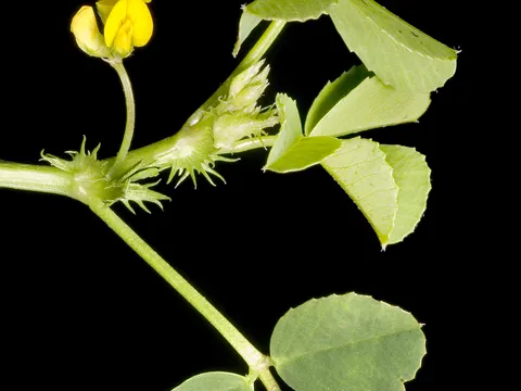 Toothed Medick (Medicago polymorpha)